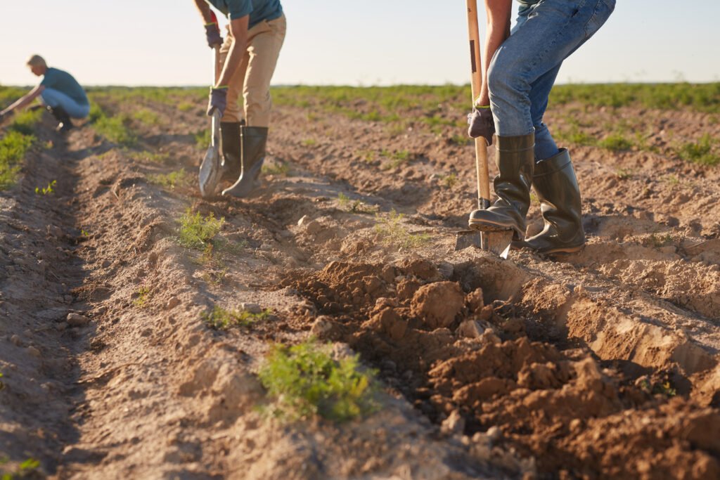 Granjeros cavando en el suelo con palas